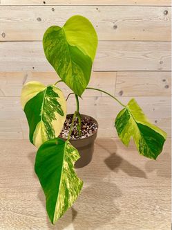 Monstera Aurea