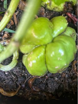 Chayotes 3 Feet Long Ready To Plant $15 Each OR $25 For 2 Plants
