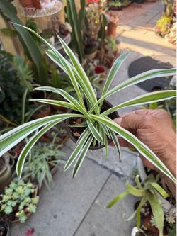 Variegated Spider Plant