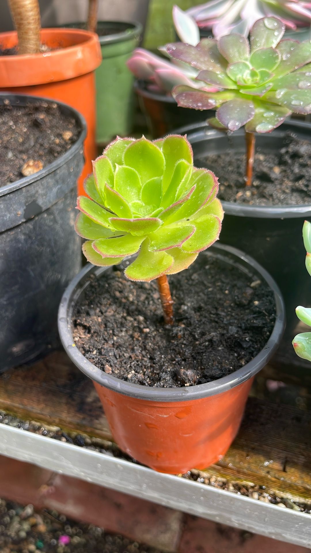 Aeonium succulent