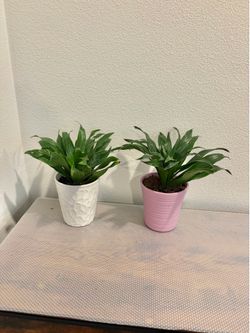 Dracaena plans
