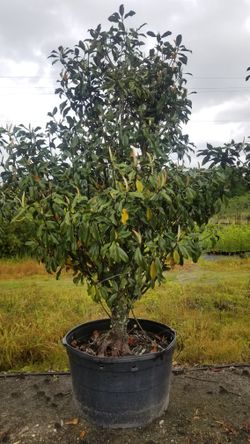Magnolia Trees. Many Different Sizes