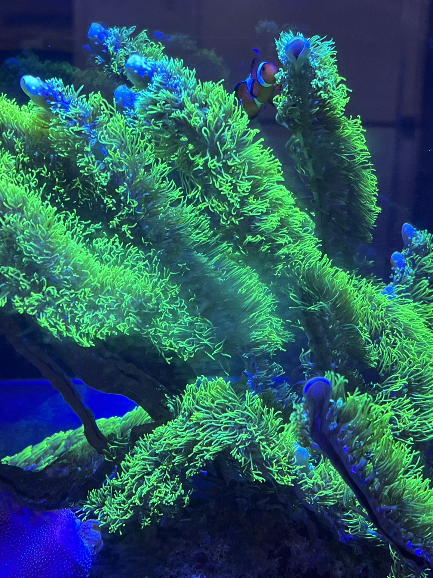 Fake Fish Tank Aquarium Display