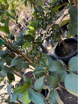 Fruit trees