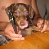 Charles
