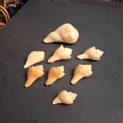 Natural Conch Seashell Lot Of 8 For Beach Decor & Crafts 2" To 4.5"