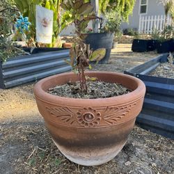 Blackberry Plant In Terracotta 