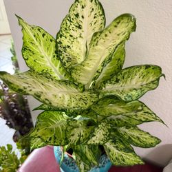 ♥️GORGEOUS♥️Dieffenbachia Dumb Cane  evergreen Plant🙏PLS READ DESCRIPTION 
