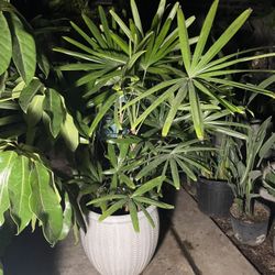 Lady palm, exact plant, ceramic pot not included; 95820