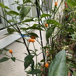 Plantas De Chile Piquín De $5 A $20 Depende El Tamańo De 1 Pie Asta 6 Pies De Altas
