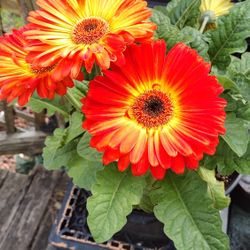 Gerber Daisy Pot