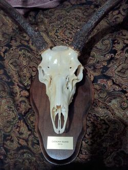 Deer skull with antlers