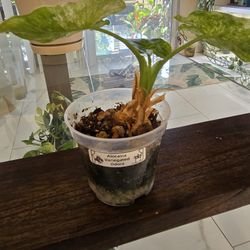Variegated Alocasia Odora