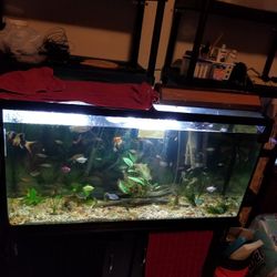 60/70 Aquarium Gallon. (48.5inch)