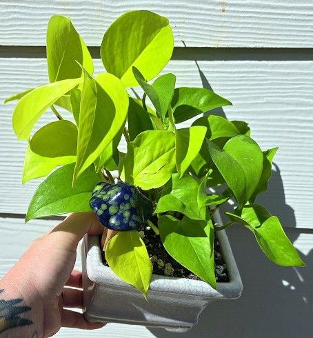 Potted Neon Pothos 