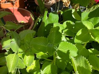 Ajwain Plant Big