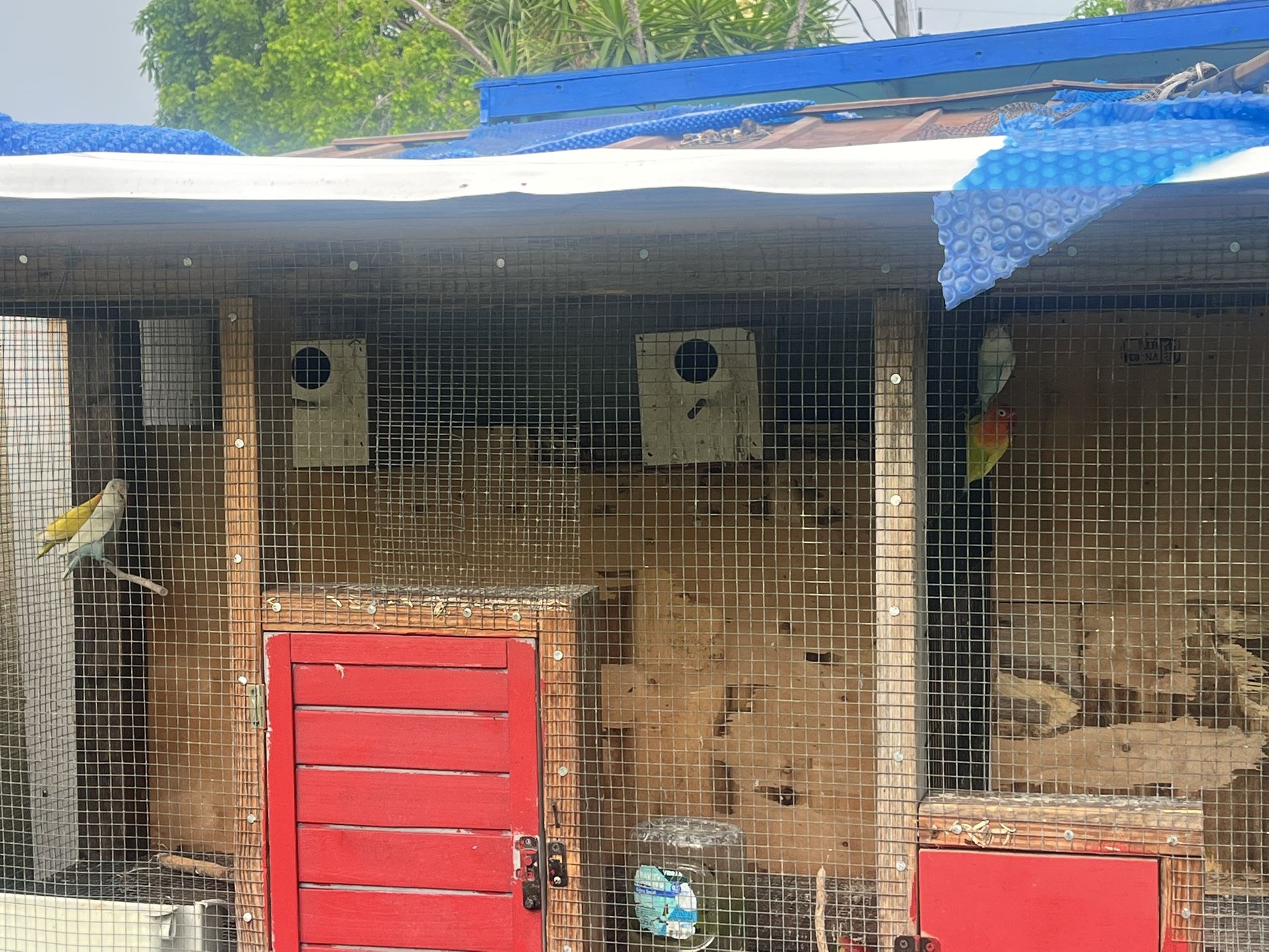Cage For Lovebird