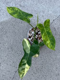 Philodendron Florida Beauty x Paraiso Variegated