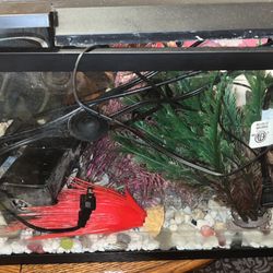 20 Gallon Fish Tank