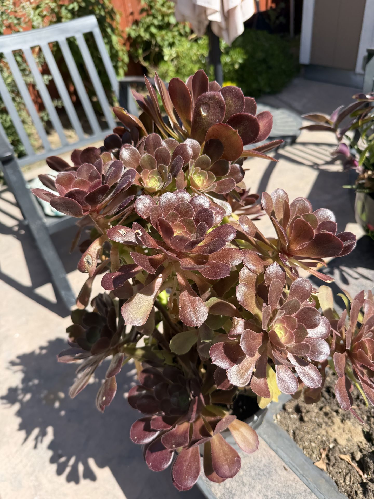 Black Tree Aeonium