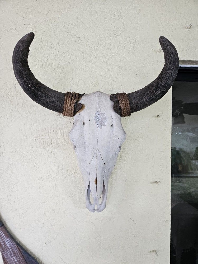 Texas Steer Head