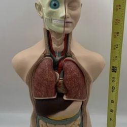 Edu Toys 19in Human Torso 11pcs