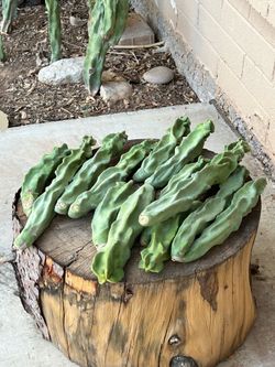 Totem pole cactus