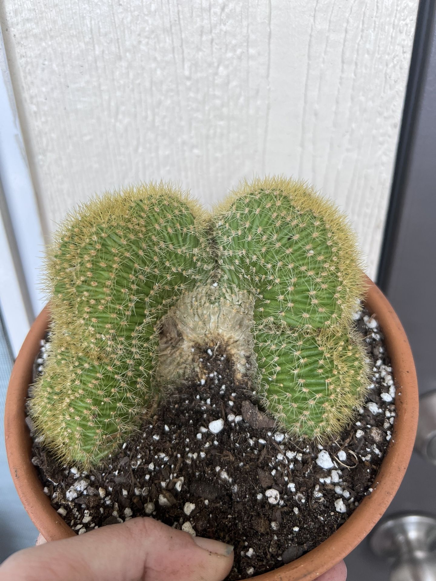 Crested Cactus