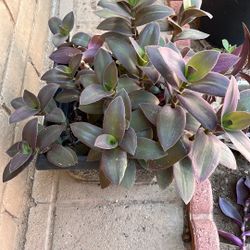 Patio Plant In 4 Gallon Pot 