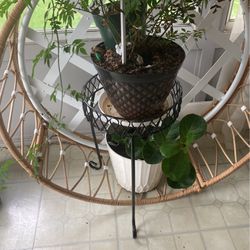 Metal Plant Holder (The Plant Is Not Included )