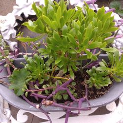 5 Healthy Beautiful Plant Arrangements