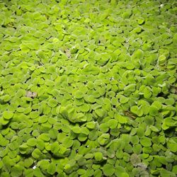 Free Duckweed 