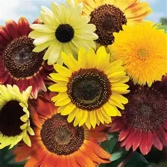 25 Mixed Sunflower Seed Bombs - Mammoth, Autumn Beauty, Dwarf | Operation Divine | Bird & Bee Garden