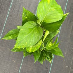 Golden Pothos Growing Upwards 6 Inche Pot