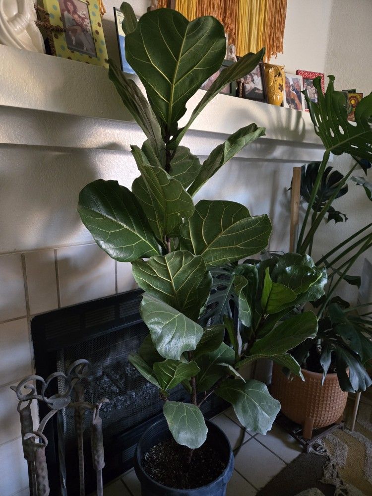 Fiddle Fig Leaf