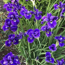 Siberian iris perennial plant