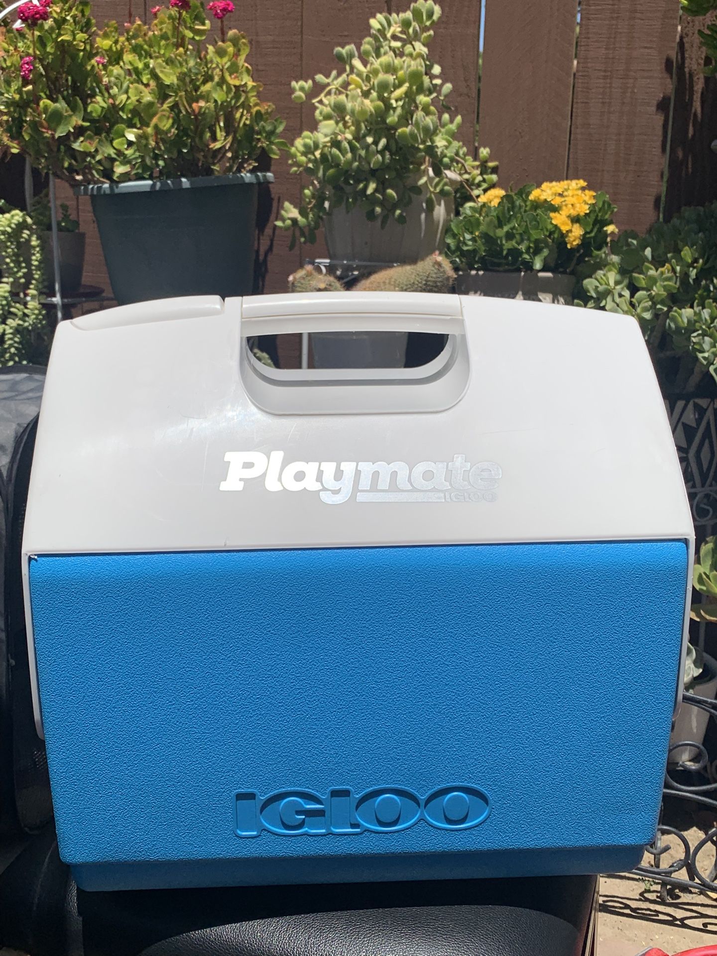 Igloo Cooler 16 Qt