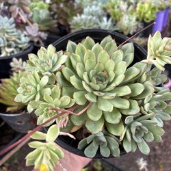 Succulent 1 Gallon Pot 