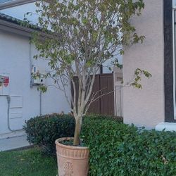 Ficus 12-foot  real tree with planter