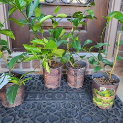 1gal Persian Lime Trees $10 EACH