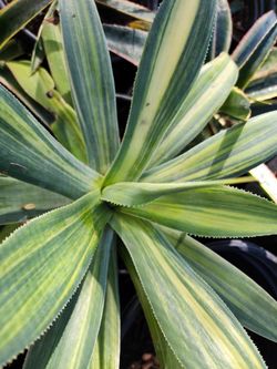 Agave Blue Flame Striated 5g