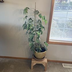 Indoor plants with pots.