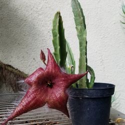 Star Fish succulent