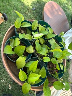 Pothos cutting