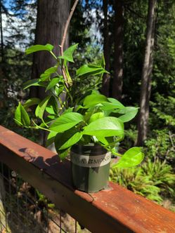 Golden Pothos