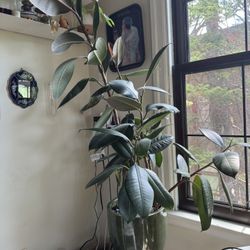 Rubber plant 