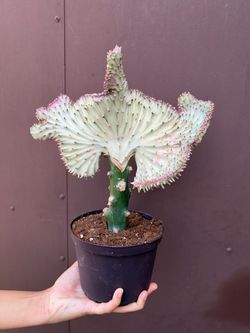 Xl mermaid tail cactus in 6” pot (9” wide )