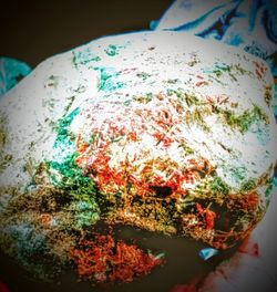 Unclassified Cephalopod Sea Snail Fossil