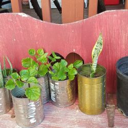 Small Plants $3.00 Each