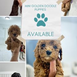 Mini Doodles For Adoption